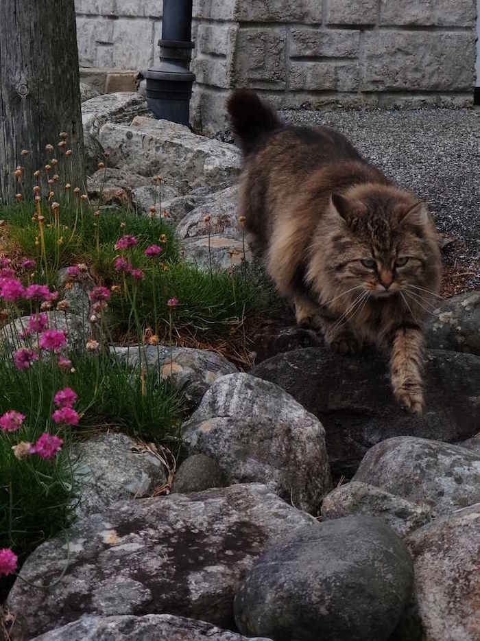 Picture of cat