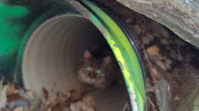 Picture of cat