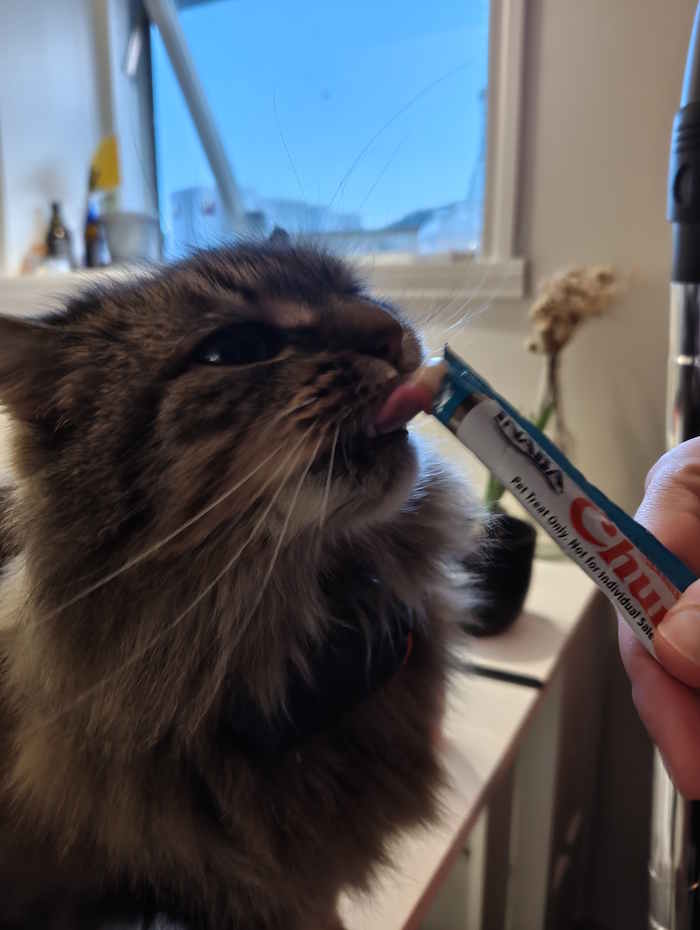Picture of cat