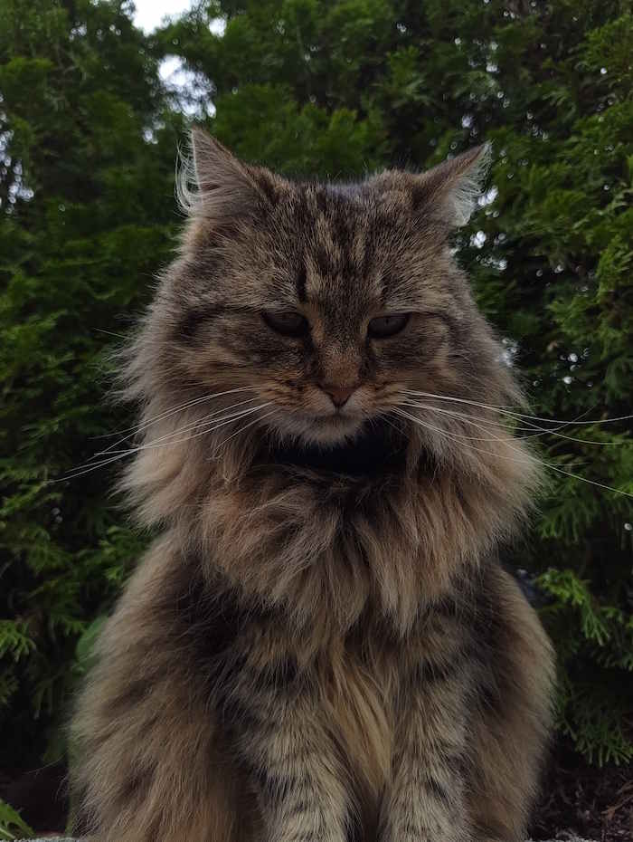 Picture of cat