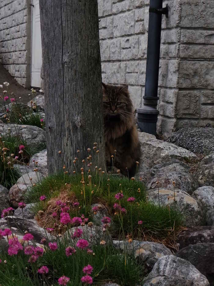 Picture of cat