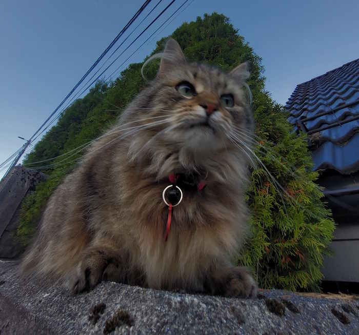 Picture of cat