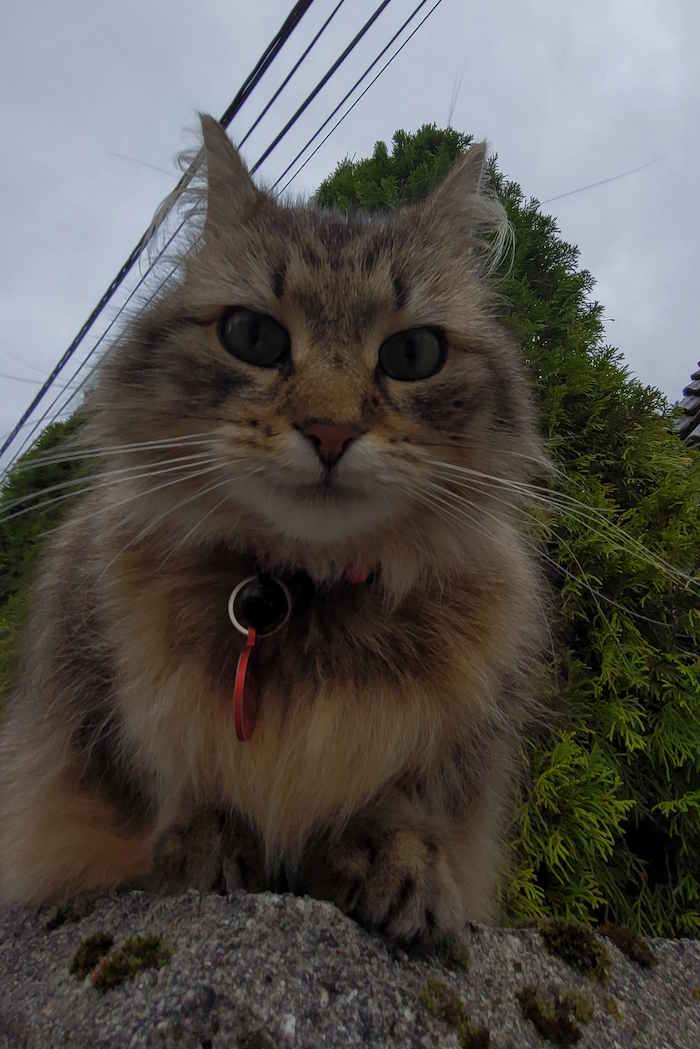 Picture of cat