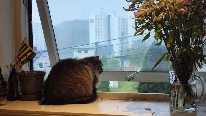 Picture of cat
