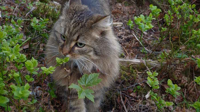 Picture of cat
